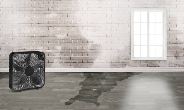 Best Professional water damage repair  in Kelseyville, CA